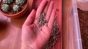Как я выбираю грунт своим суккулентам?