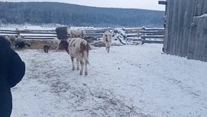 Домашнее хозяйство моего Соседа