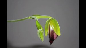 paphiopedilum 2