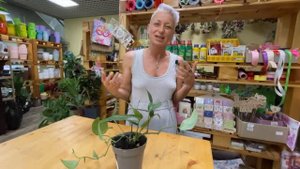 Эпипремнум Блю Форм - изысканная комнатная лиана | Утонченное гламурное плетистое растение