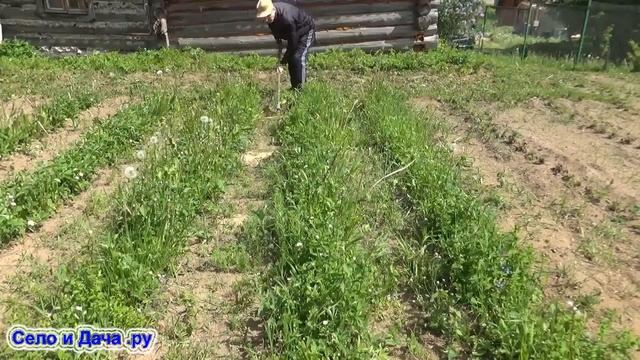 Ручной культиватор для дачи и огорода и прополка им огорода (травы). Мои подвиги в огороде.