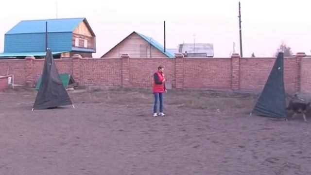 Домашний зоопарк: Немецкая овчарка