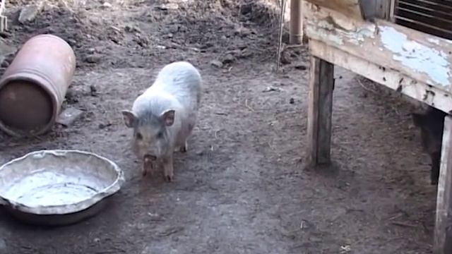 Вьетнамские поросята. Свинки роют землю. смотреть онлайн