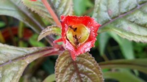 Ants removing Chrysothemis pulchella seed