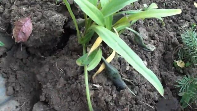 Как выкапывать и хранить каллы зимой.