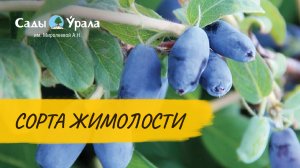 Обзор сортов жимолости в питомнике Сады Урала