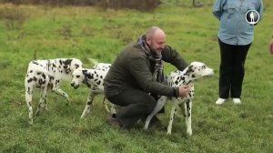 Планета собак. Далматин
