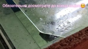 ?Утреннее кормление мальков дискусов 5.10.2021 #discus#дискусы#кормлениемальковдискусов