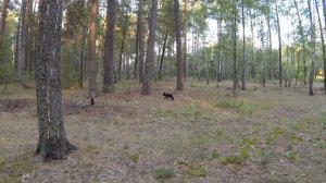 95. Дрессировка щенка Цвергшнауцера. Результат после 5 занятий