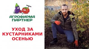 УХОД ЗА КУСТАРНИКАМИ ОСЕНЬЮ