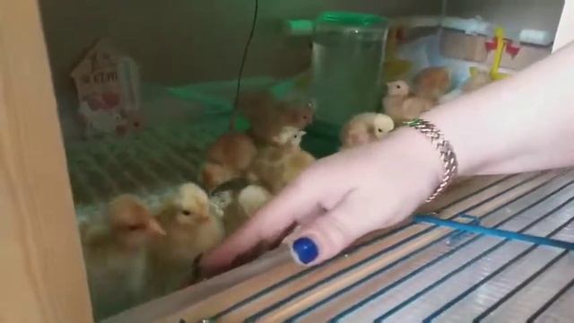 Суточные цыплята голошеек