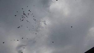 Голуби п.Степное Саратовской области Рузманова В.В.