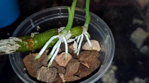 Посадка деток желтого Дендробиума на псевдобульбе....