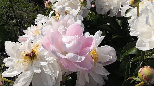 Пион травянистый Леди Александра Дафф.Воздушные,летящие цветы...Июнь2020. смотреть онлайн