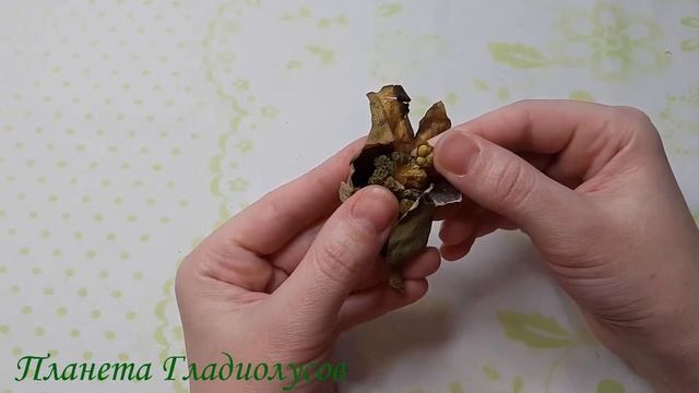 Где расположены семена у каллы