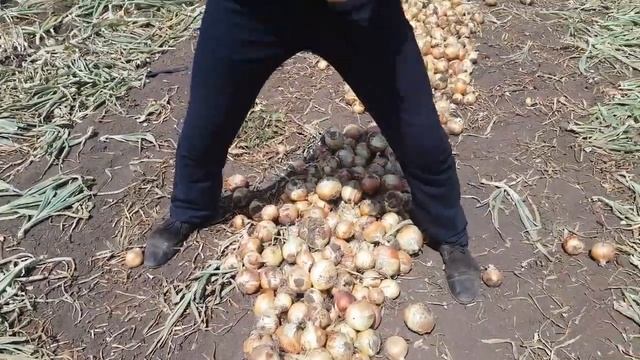 СЕНШУЙ ЕЛОУ ГЛОБ СОРТ ОЗИМОГО ЛУКА ОТ КОМПАНИИ SAKATA смотреть онлайн