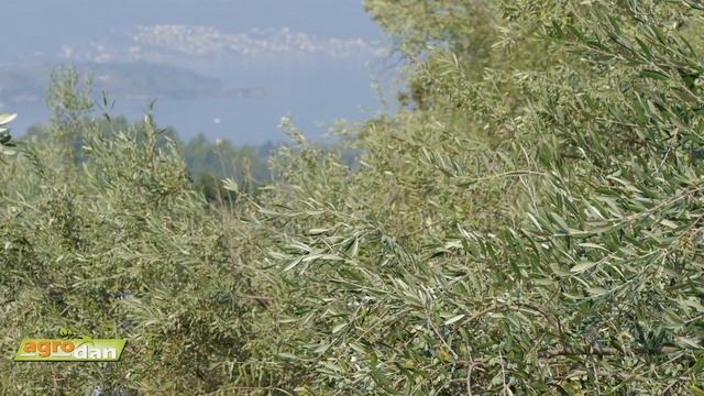 Zainteresovali mlade za maslinarstvo-Udruženje maslinara Boka-Opština Tivat смотреть онлайн