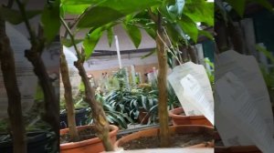 Обзор: клементины и мандарины