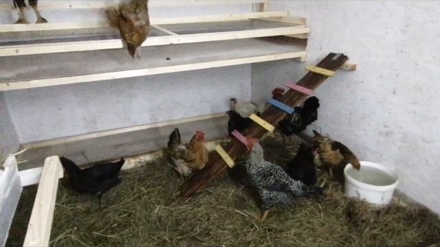 Строительство курятника завершилось, новоселье у куриц состоялось! смотреть онлайн