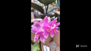 Серія "Арома"  #orchid#easycut #орхідеї #фаленопсис #ароматніорхідеї