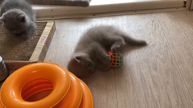 Маленькие котята играют. Британские котята