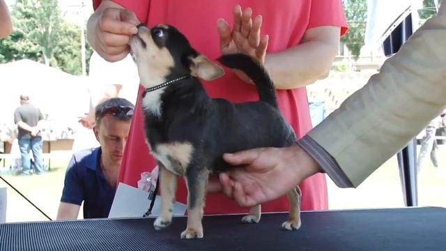Маленькие породы собак Топ- 6 Лучших пород!