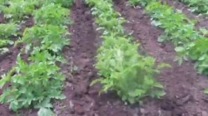 Междурядная обработка картофеля. Мотоблок.