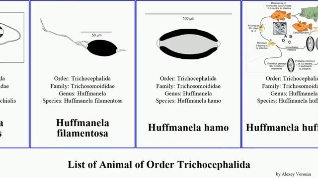 List of Animal of Order Trichocephalida capillaria huffmanela suis lata hamo hepatica dispar Heads смотреть онлайн