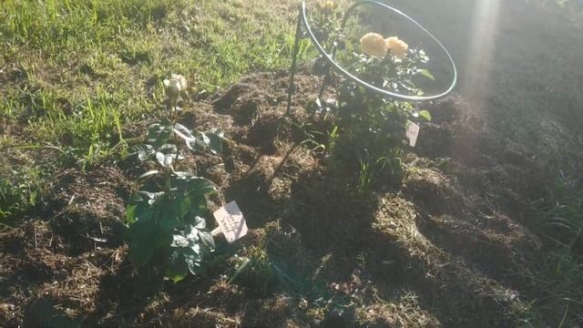 Роза Сноу вайт, Лав Сонг, Мария Антуанетта, Анимо,Нооваис, Чайна гел смотреть онлайн