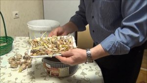 ЧЕСНОК на ЗЕЛЕНЬ. Витаминная грядка на подоконнике. Советы от DelaOgorodnieTV