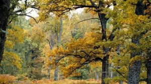 Фото слайд-шоу Природа. Осень.