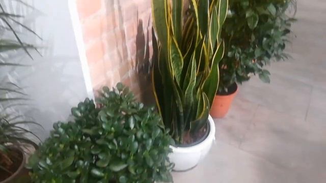 Ассортимент цветов в магазине FLOWERS STORE. ???☺️? смотреть онлайн