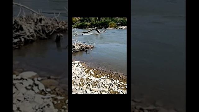 Горная река с природными звуками. Шум воды для расслабления и сна