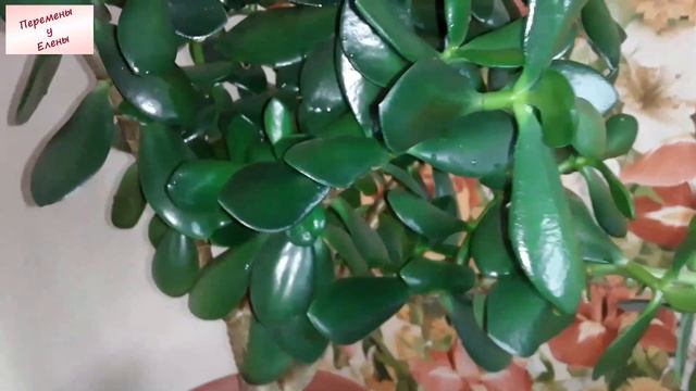 Толстянка, Денежное дерево, Крассула: секреты здорового и сильного растения смотреть онлайн