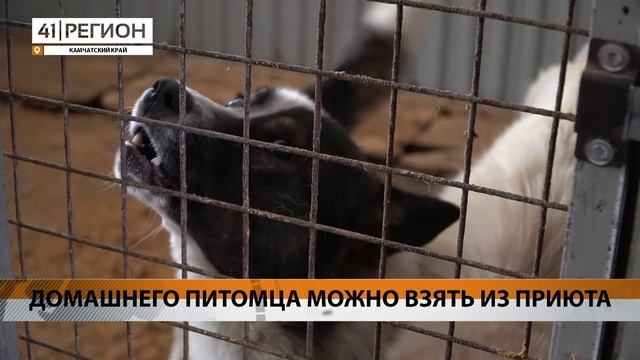 Новости Камчатки за 25 мая 2023 года