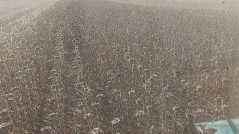 Уборка подсолнечника ИЗИДА.