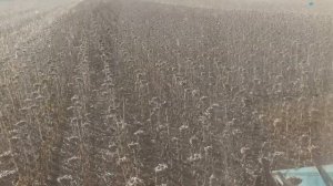 Уборка подсолнечника ИЗИДА.