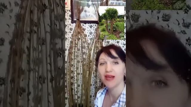 Живое дерево из ивы. смотреть онлайн