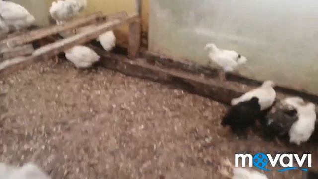 Кокцидиоз самое эффективное лечение смотреть онлайн