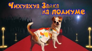 Чихуахуа Зайка примеряет платья