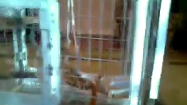 Клетка своими руками для попугая