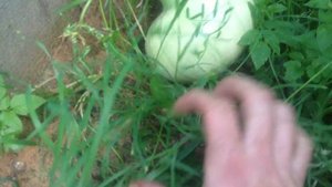 Тыква Большой Макс и Зимняя сладкая 30 июля!