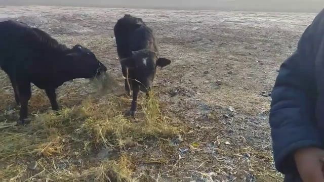 MOL BOQISHNI BU AKADAN O'RGANING JONLI INTERVYU