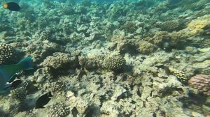 Шарм Эль Шейх.Наама бей.пляж,рифы Novotel