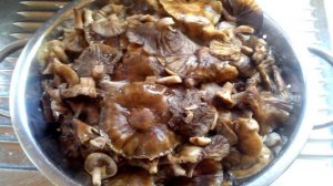 Маринованные опята без сахара