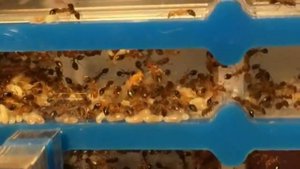 РАЗВИТИЕ ИМПЕРИИ Tetramorium bicarinatum! как развивалась колония в течении года?!?