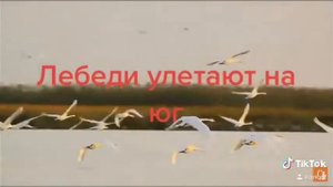 Лебеди улетают на юг