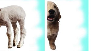 Развивающие карточки для детей - детеныши домашних животных