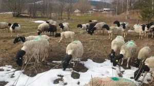 Первый выход Дорперов после зимы на пастбище #dorpersheep #dorper #дорпер #ram