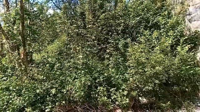 РЕЧКА ПОГУЛЯНКА🙂ЦВЕТЁТ ЕЖЕВИКА🫠МУЖ СКОПТИЛ РЫБКУ🥰 смотреть онлайн